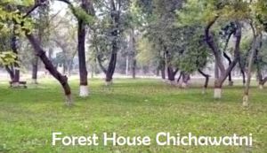 Forest House  Chichawatni