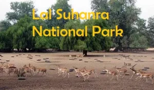 Lal Suhanra National Park